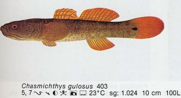Chasmichthys gulosus